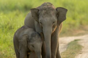 The elephant whisperers